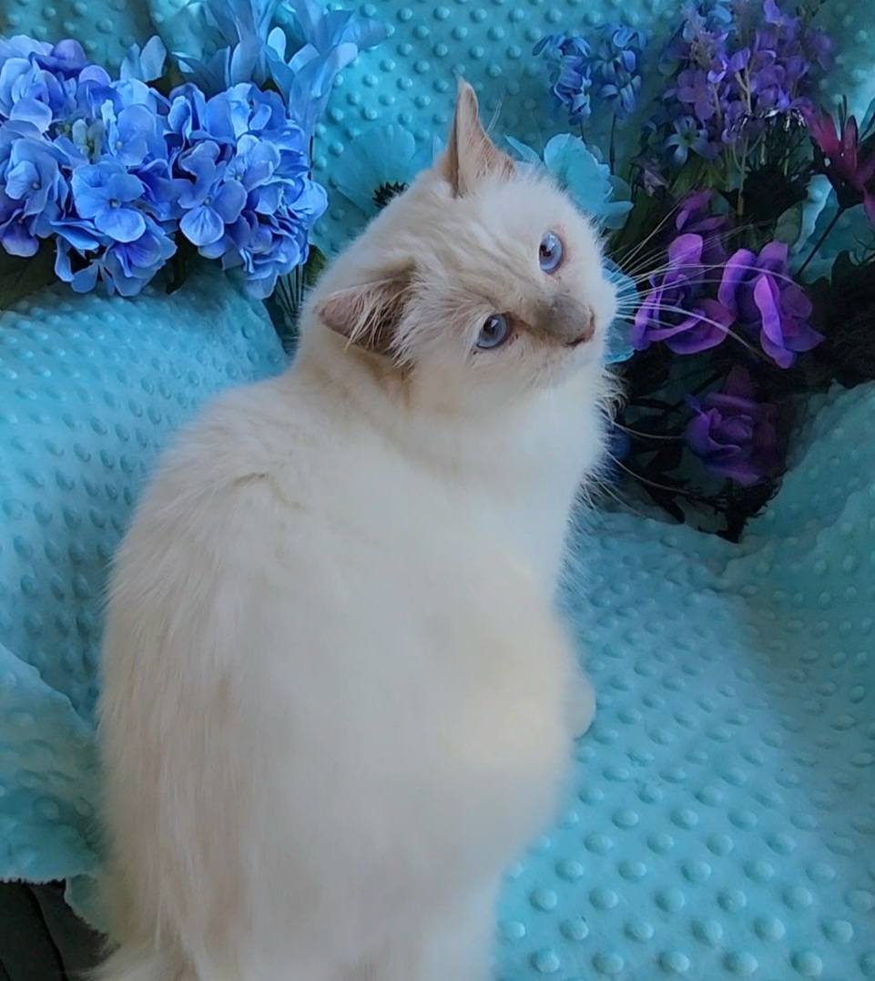 Birman Babies